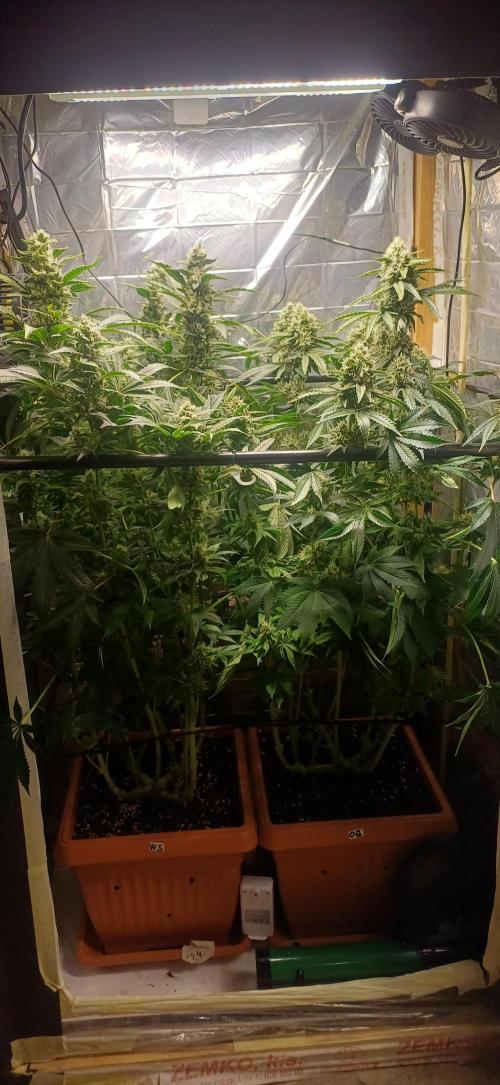 domamont. Week 12