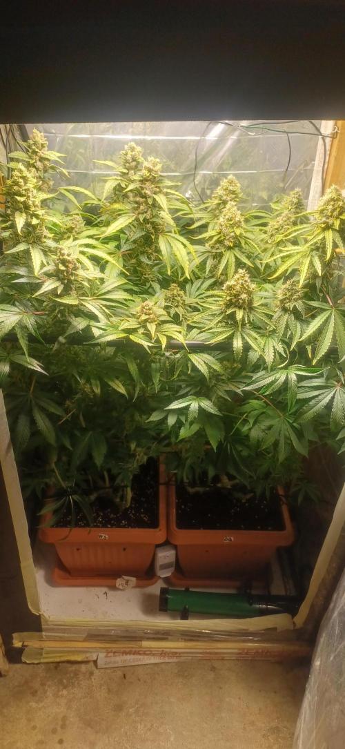 domamont. Week 14