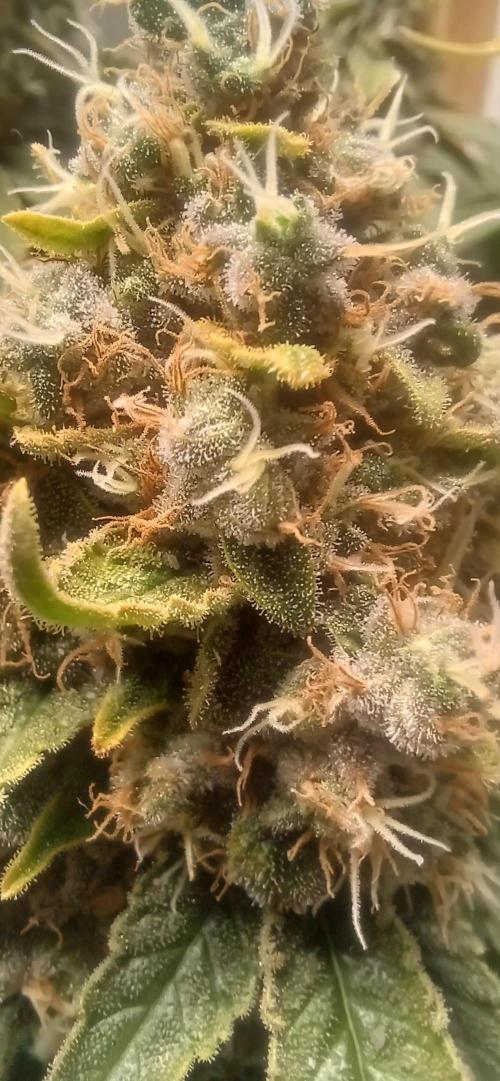 domamont. Week 14
