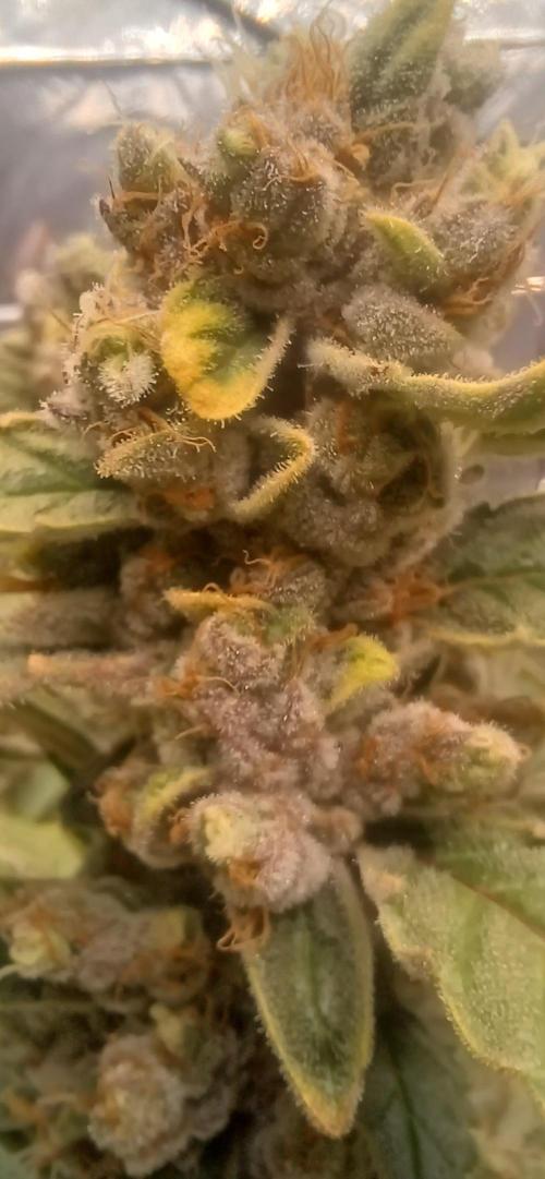 domamont. Week 14
