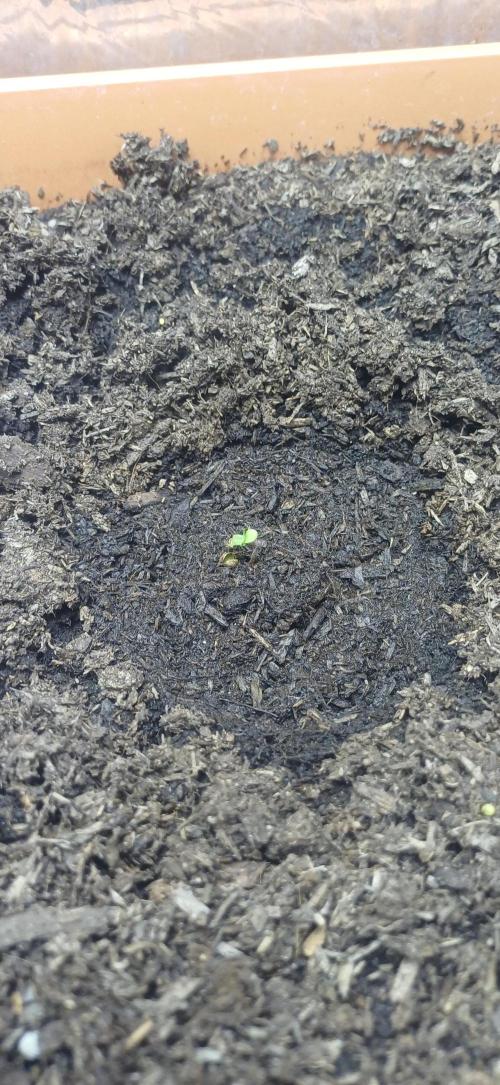 domamont !. Week 1