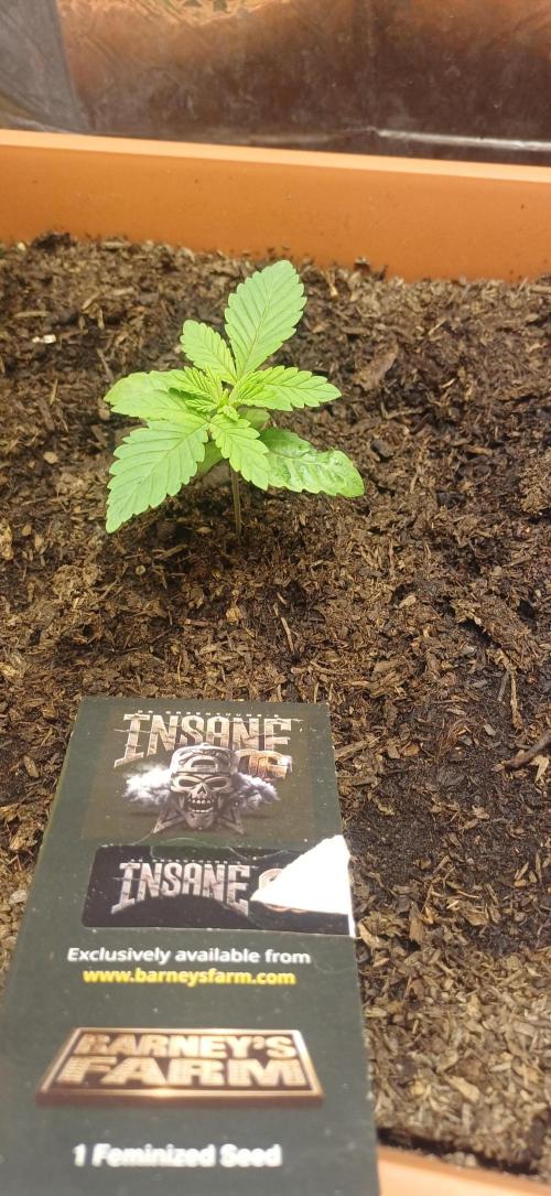 domamont !. Week 2