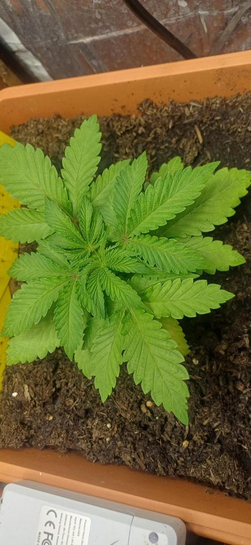 domamont !. Week 3