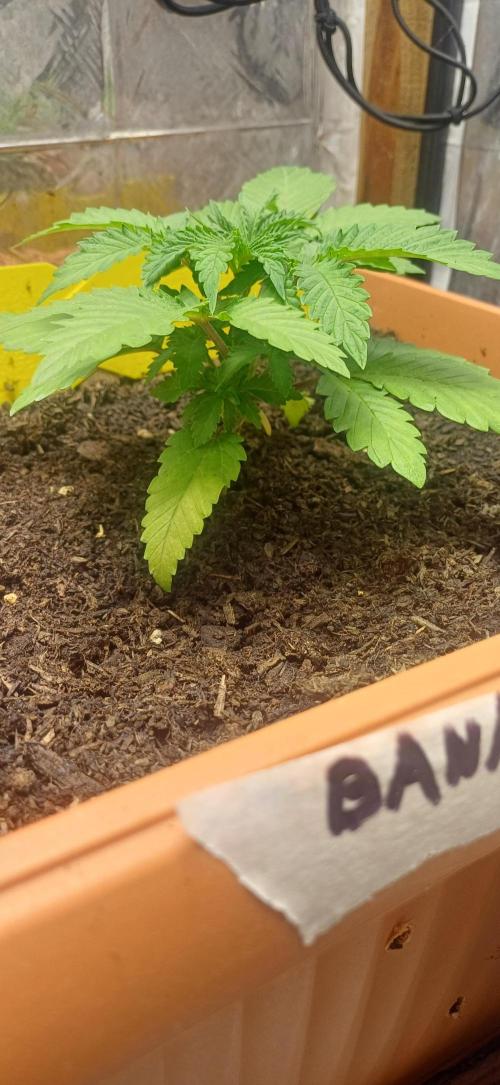 domamont !. Week 3