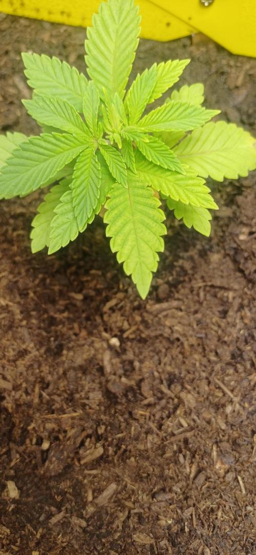 domamont !. Week 3
