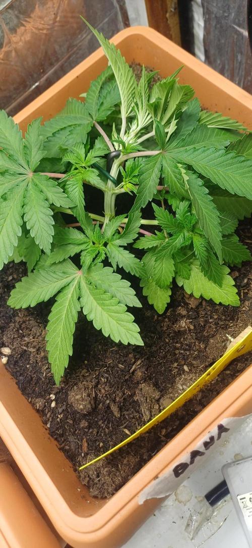 domamont !. Week 3