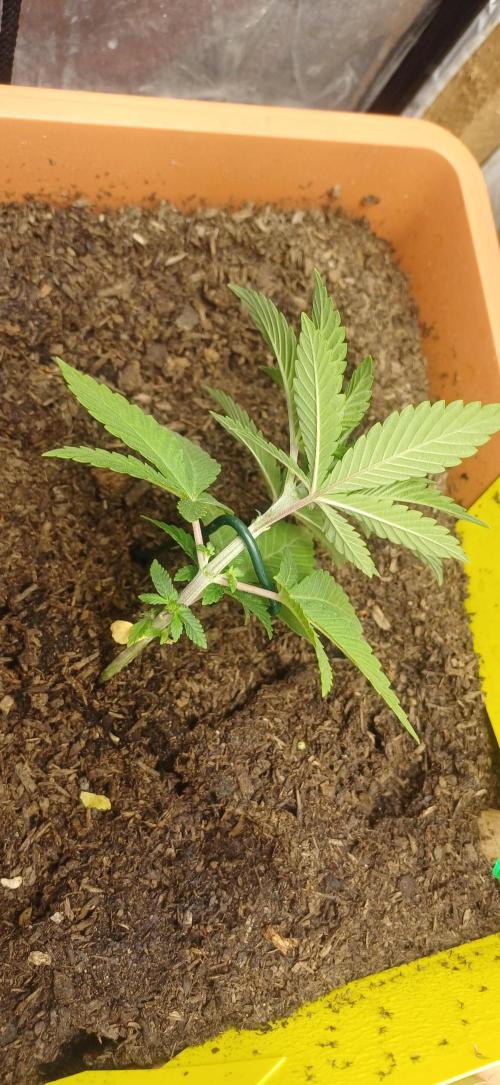 domamont !. Week 3