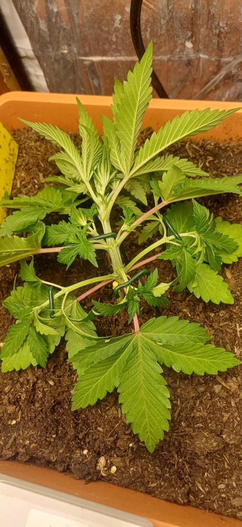 domamont !. Week 3