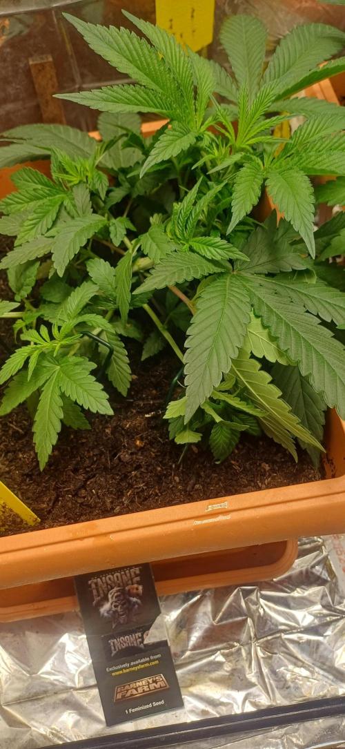 domamont !. Week 4