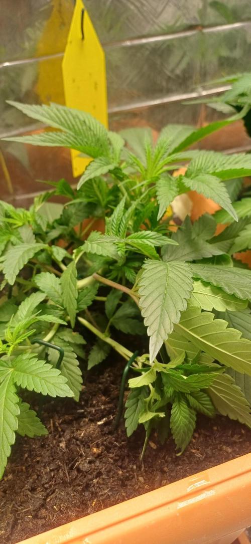 domamont !. Week 4