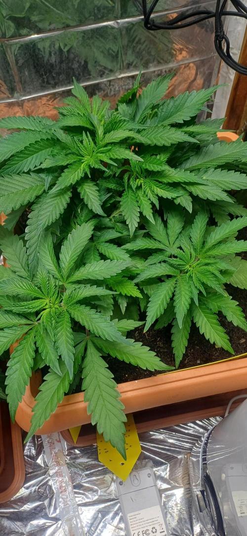 domamont !. Week 4