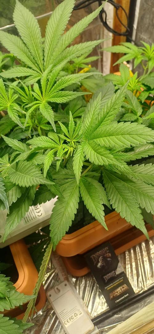domamont !. Week 5