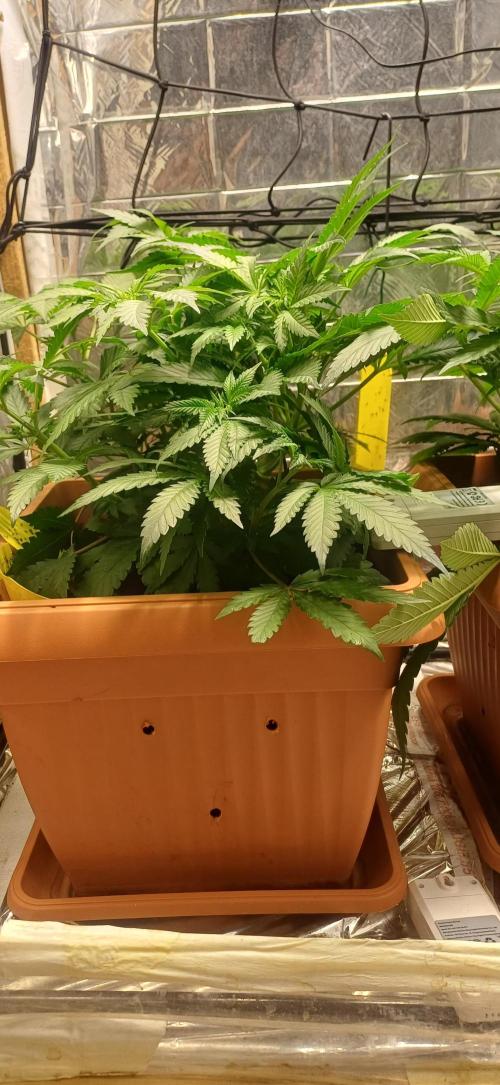 domamont !. Week 5