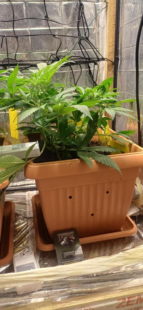 domamont !. Week 5