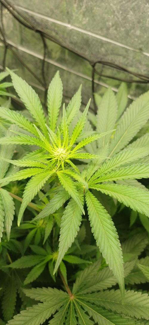 domamont !. Week 6