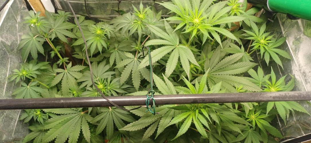 domamont !. Week 6