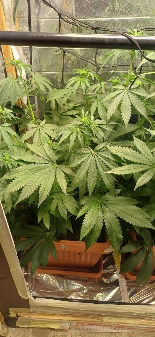 domamont !. Week 6