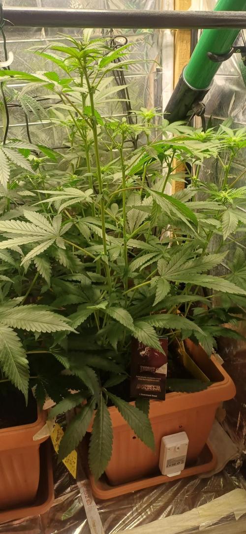 domamont !. Week 6