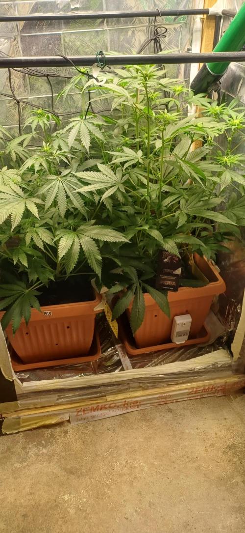 domamont !. Week 6