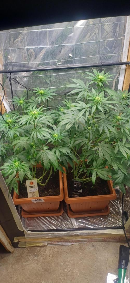 domamont !. Week 7