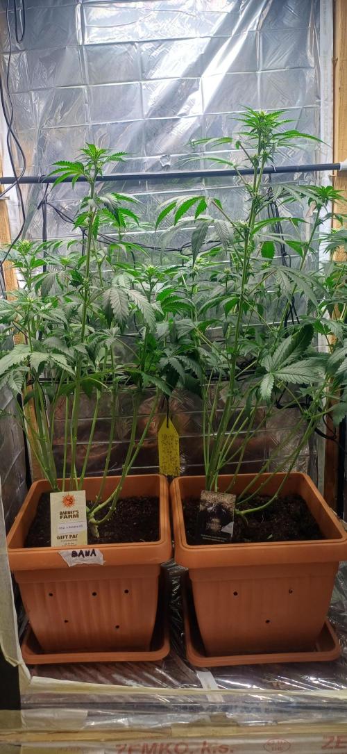 domamont !. Week 7