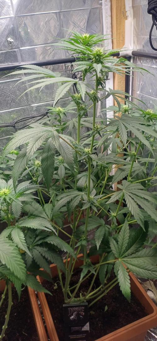 domamont !. Week 7