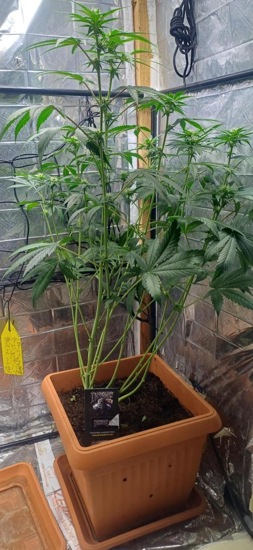 domamont !. Week 7
