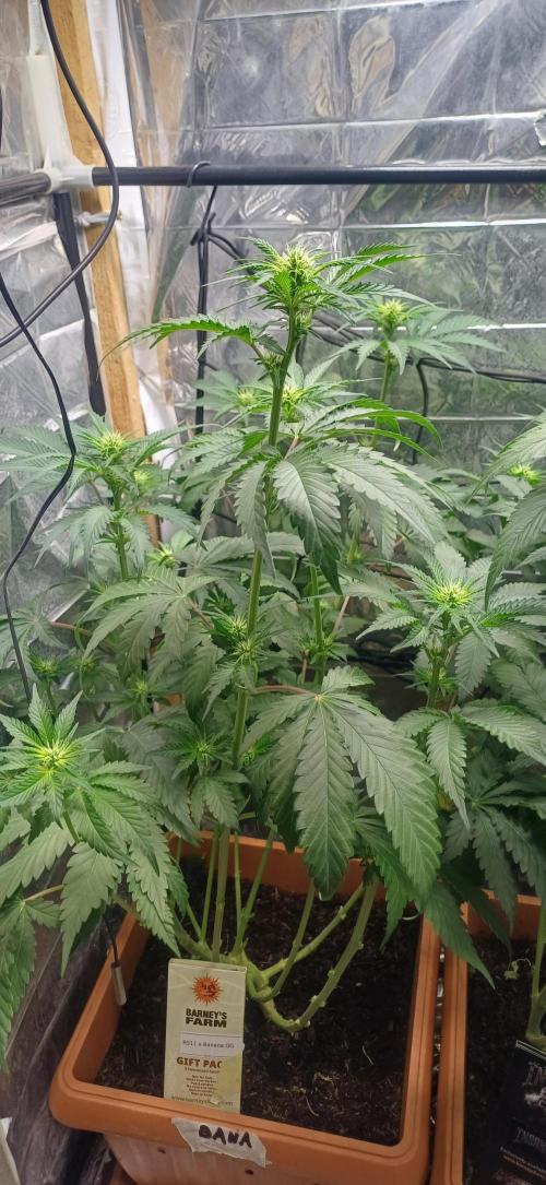 domamont !. Week 7