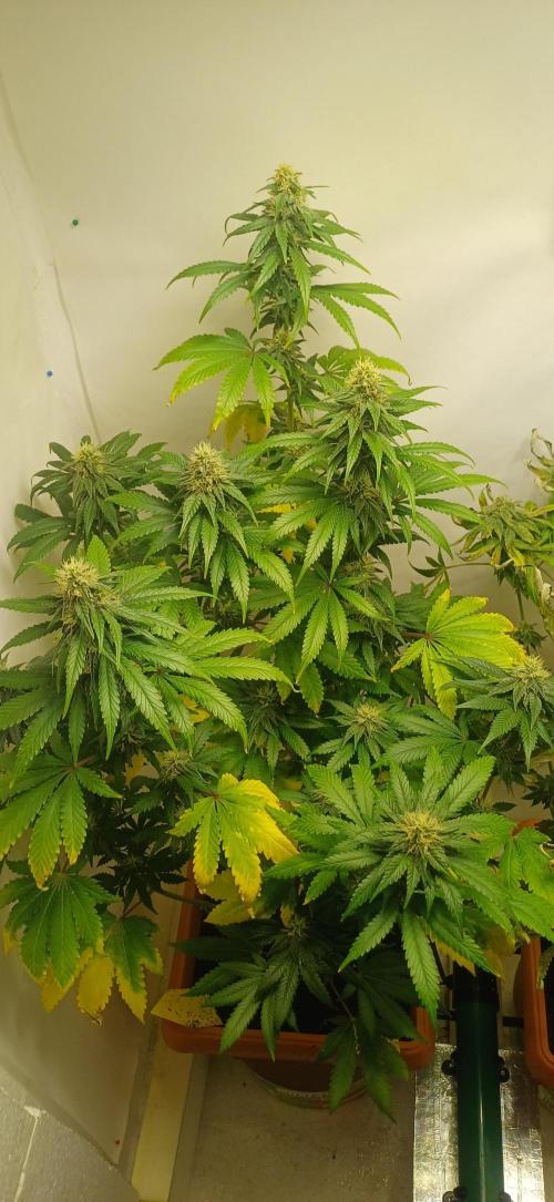 domamont !. Week 9