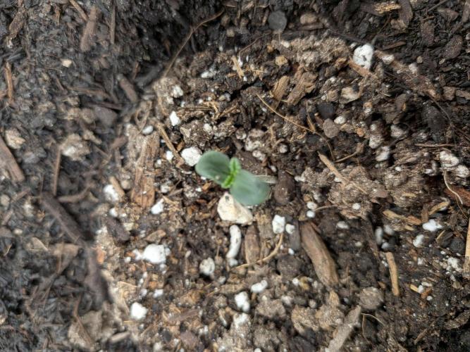 Living soil revolution. Week 0
