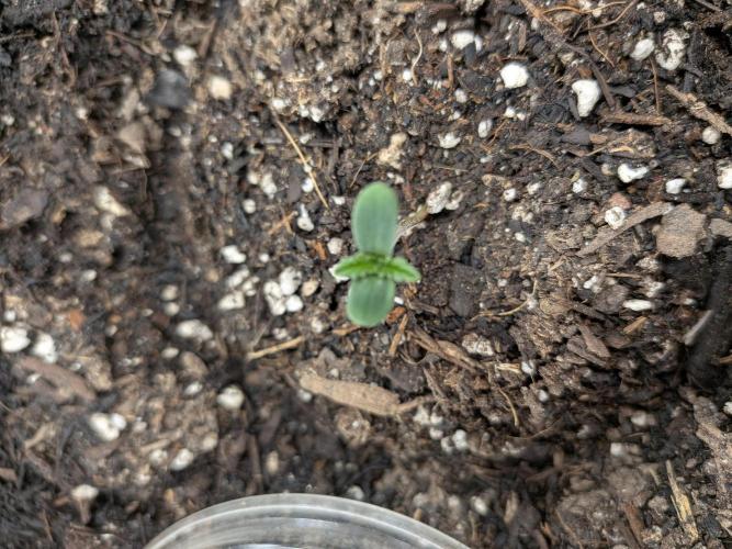Living soil revolution. Week 0