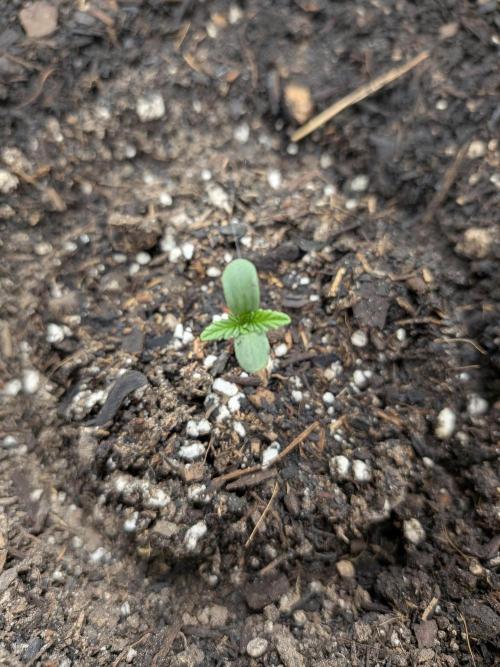 Living soil revolution. Week 0