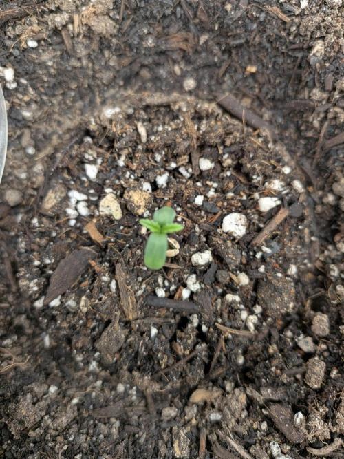 Living soil revolution. Week 0