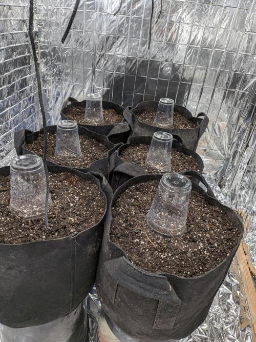 Living soil revolution. Week 0