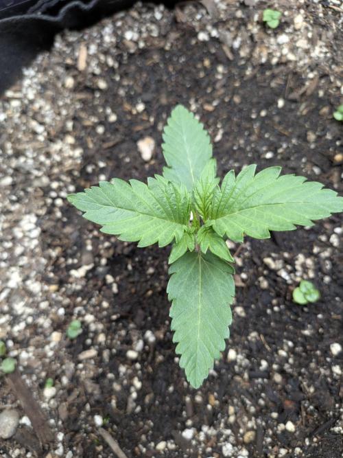Living soil revolution. Week 1