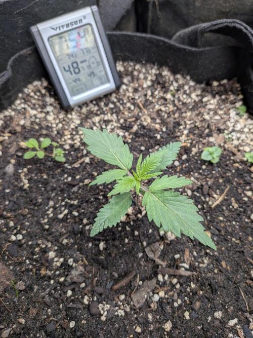 Living soil revolution. Week 1