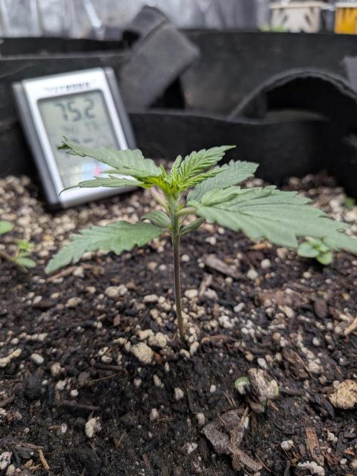 Living soil revolution. Week 1