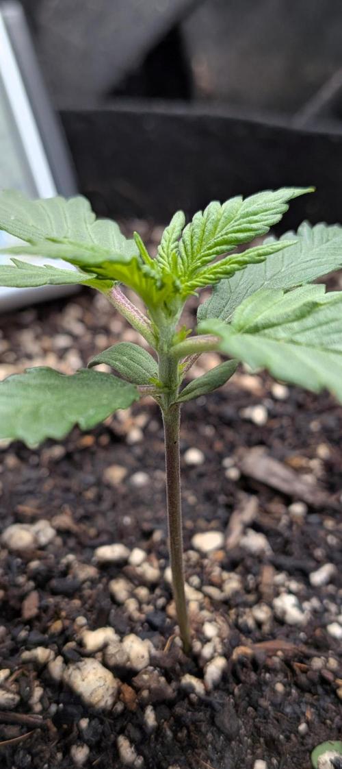 Living soil revolution. Week 1