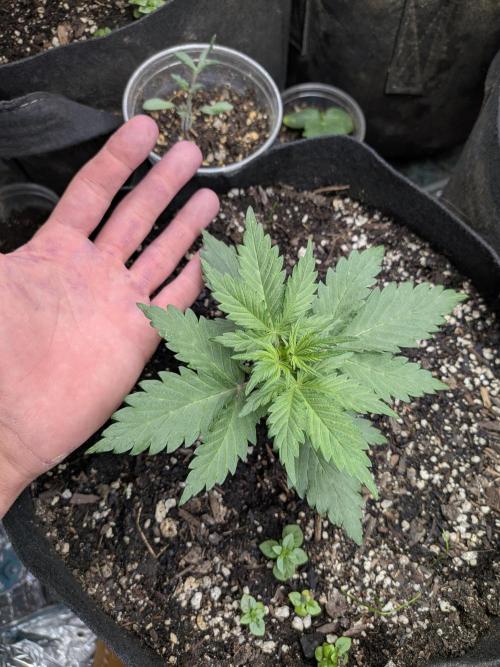 Living soil revolution. Week 3