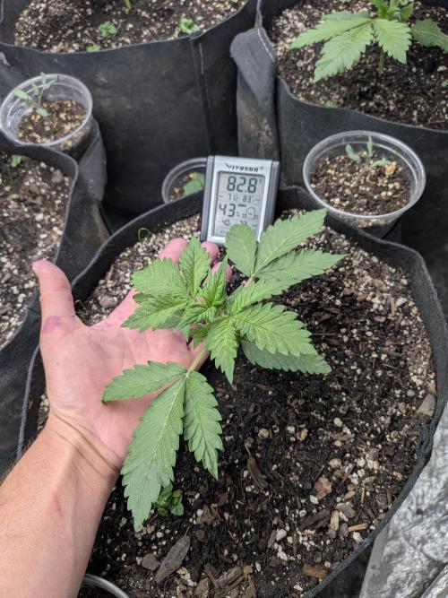 Living soil revolution. Week 3