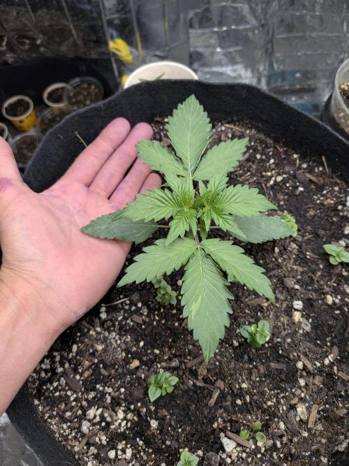 Living soil revolution. Week 3