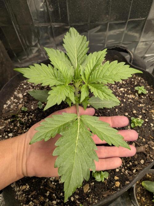 Living soil revolution. Week 3