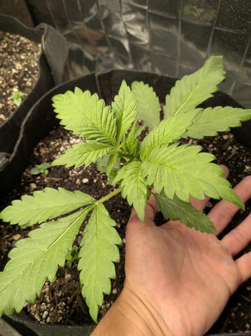 Living soil revolution. Week 3