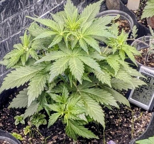 Living soil revolution. Week 4