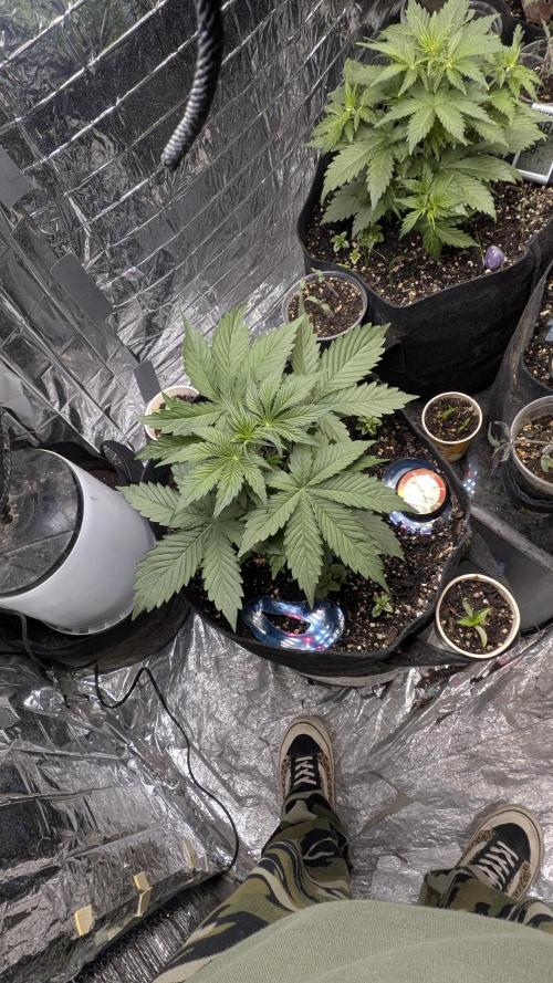 Living soil revolution. Week 4