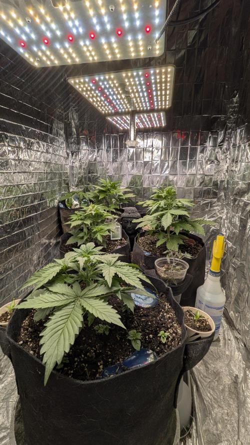 Living soil revolution. Week 4