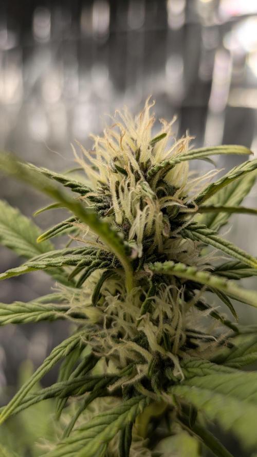 Living soil revolution. Week 7