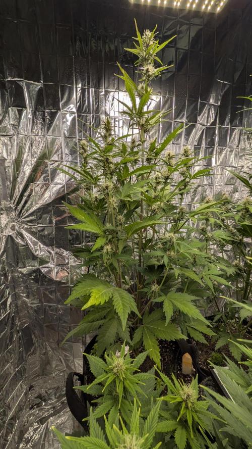 Living soil revolution. Week 7