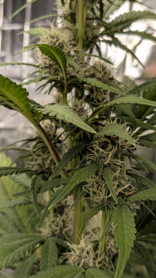 Living soil revolution. Week 7