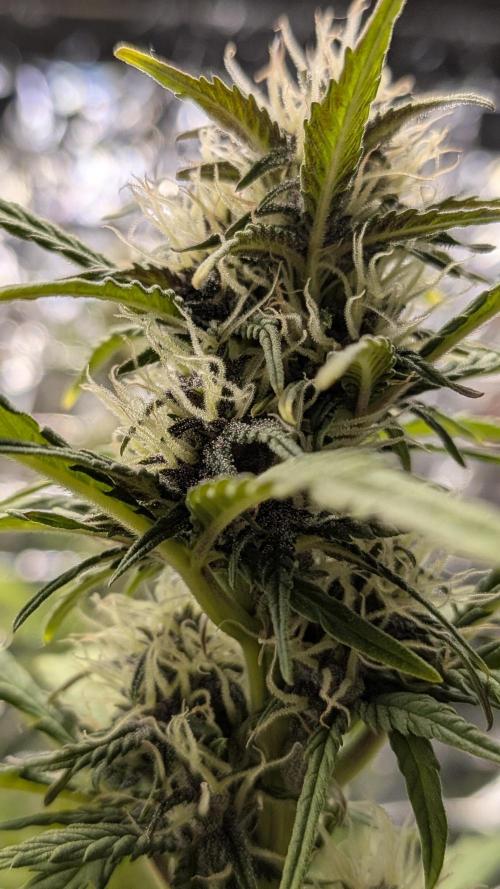 Living soil revolution. Week 7